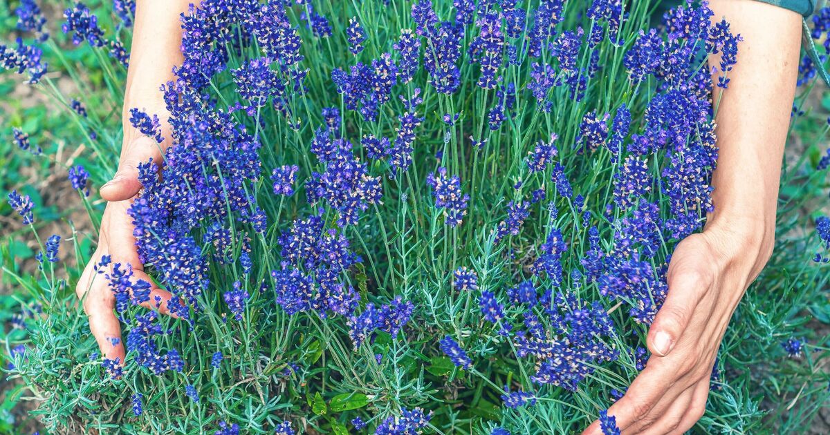 Lavender blooms will 'last longer' with 'more flowers' if task is done now